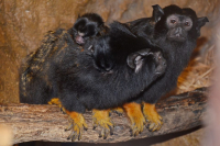 Zoo: Prvn&iacute; ml&aacute;ďata roku na svět přivedli tamar&iacute;ni